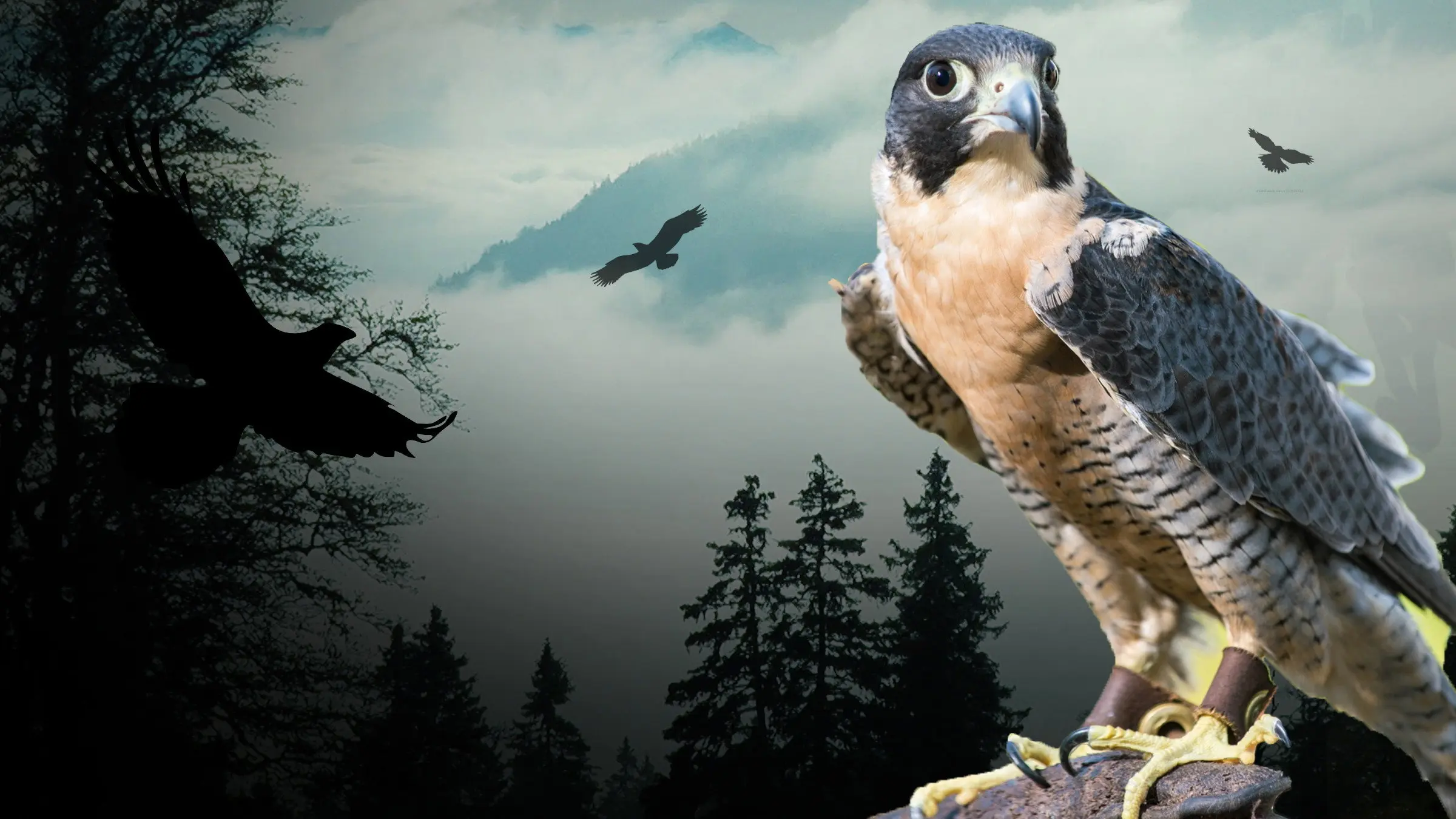 Peregrine Falcon: Lord of the Skies backdrop