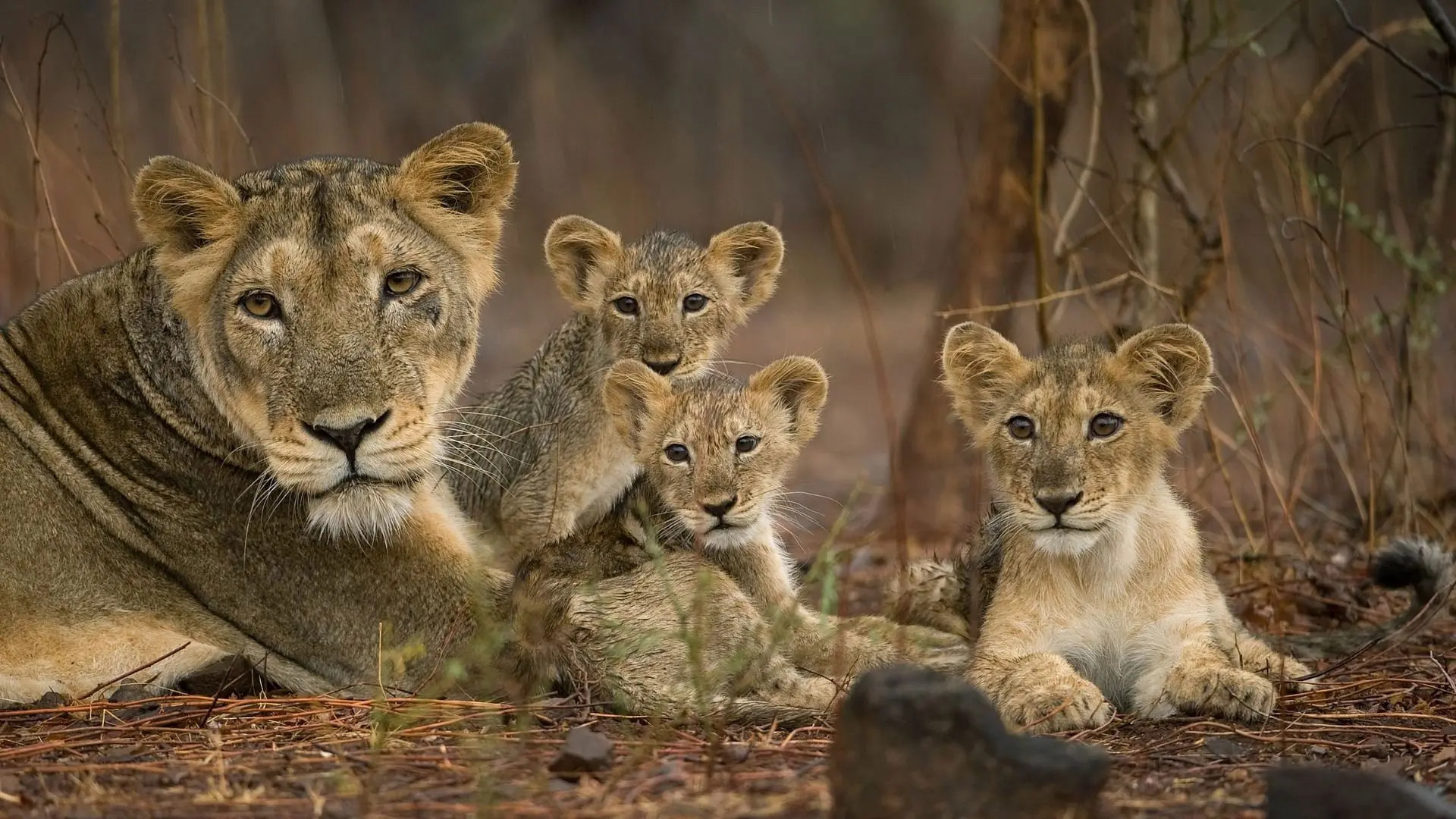 Destination Wild: India backdrop