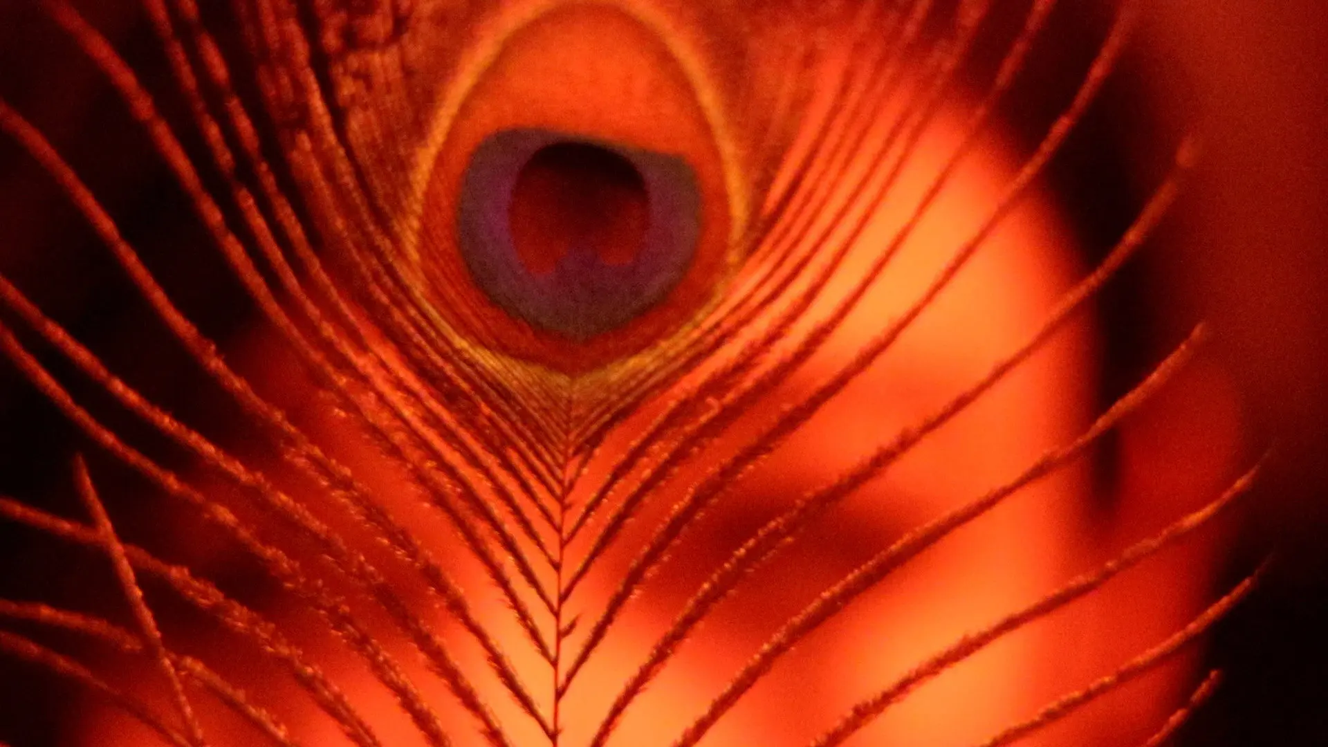 The Inner Demon / The Inner Angel backdrop