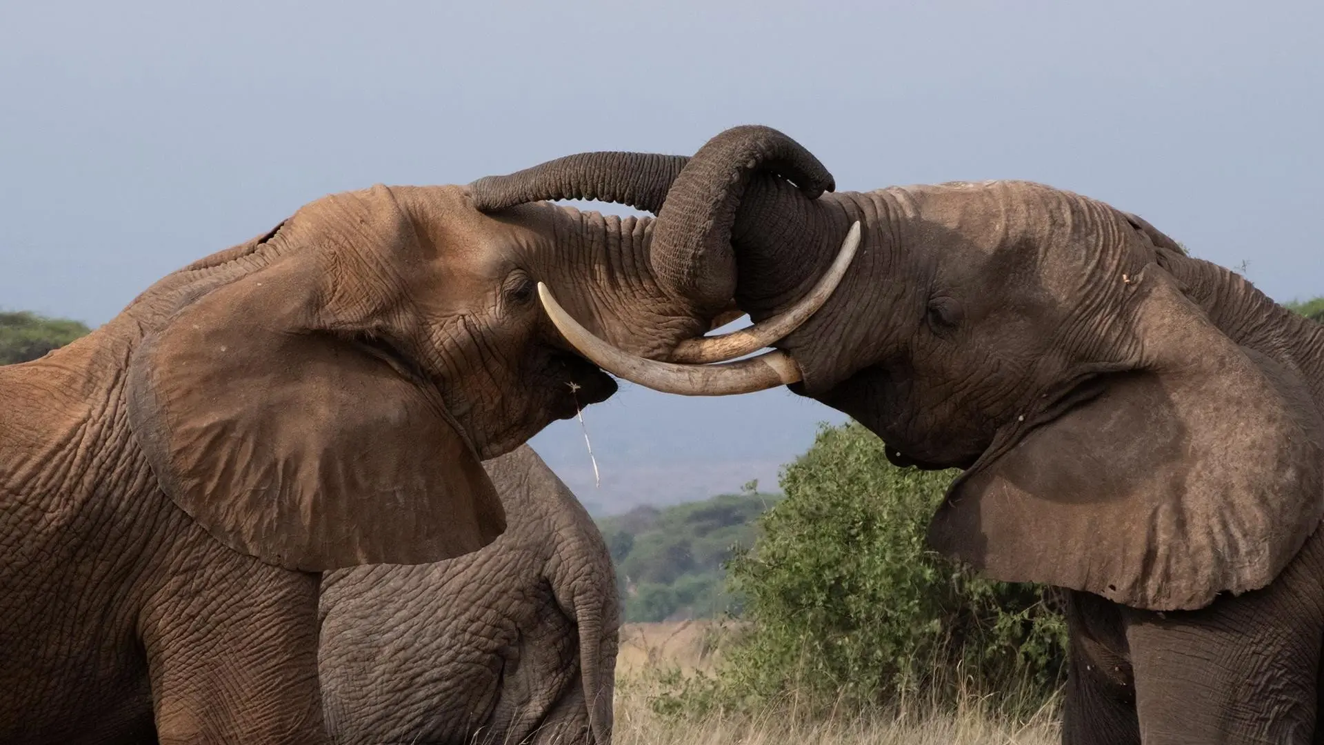 Tusker: Brotherhood of Elephants backdrop