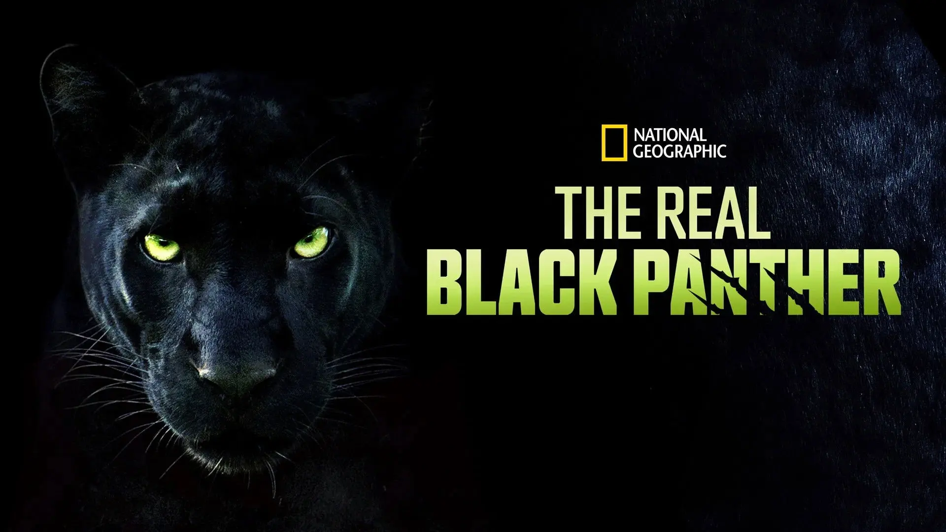 The Real Black Panther backdrop