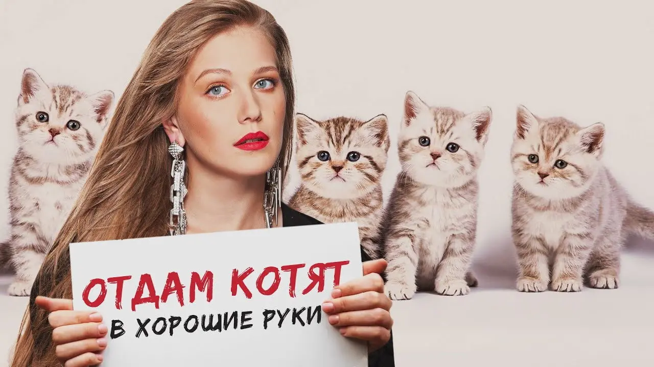 Free Kittens to Good Home backdrop