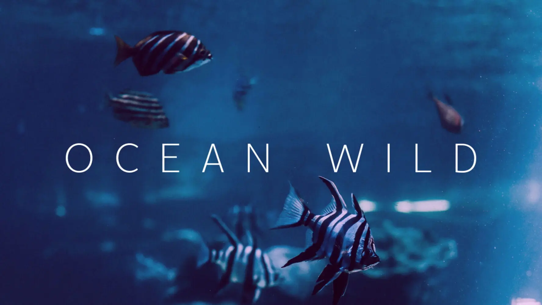 Ocean Wild backdrop