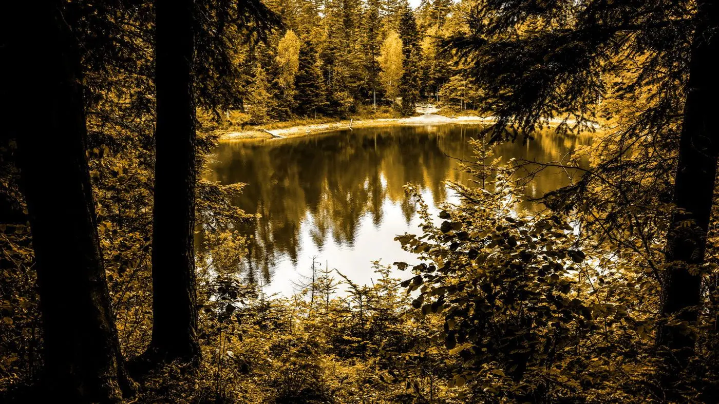 Saga Prastarej Puszczy backdrop