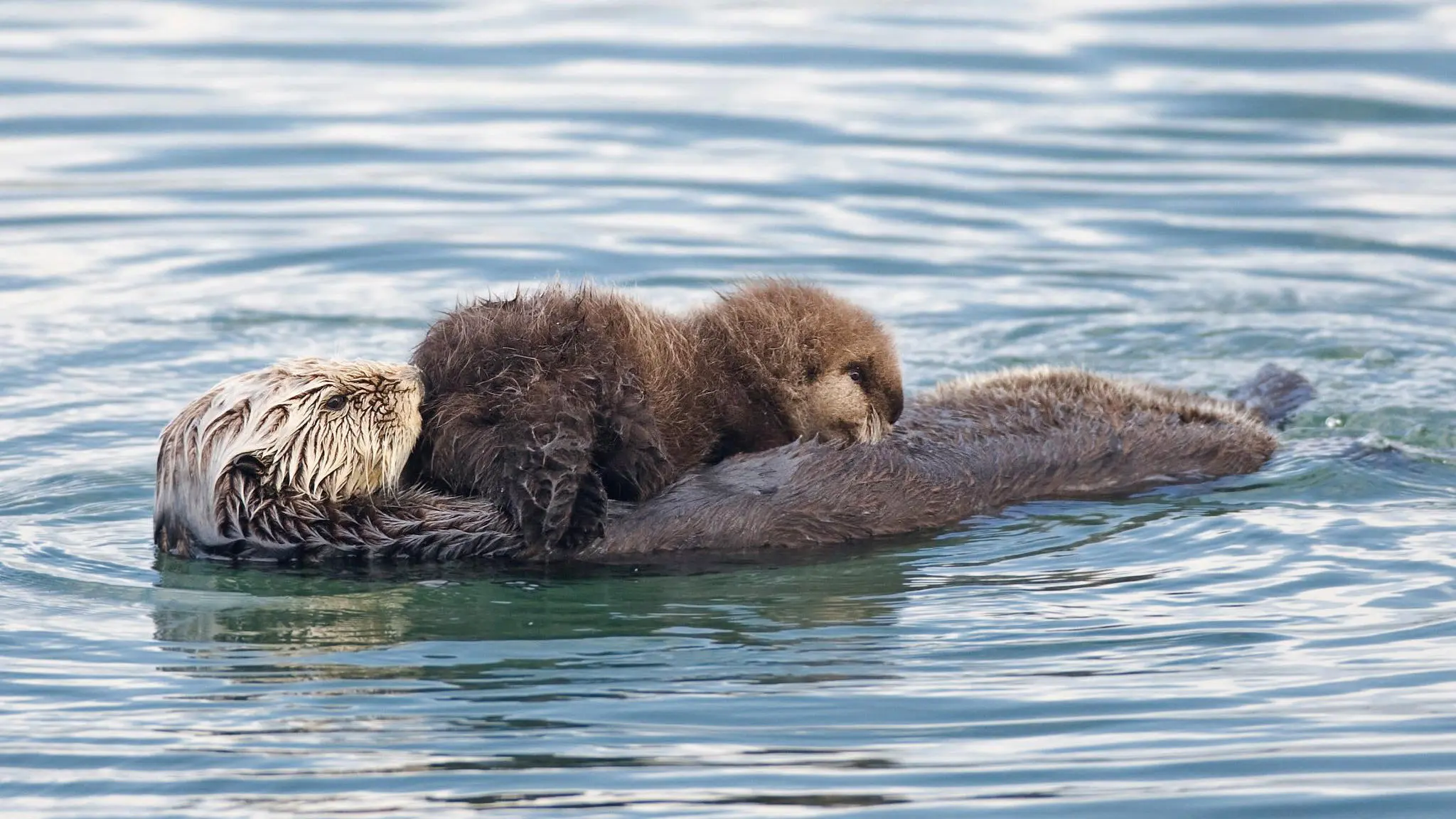 Threatened: The Controversial Struggle of the Southern Sea Otter backdrop