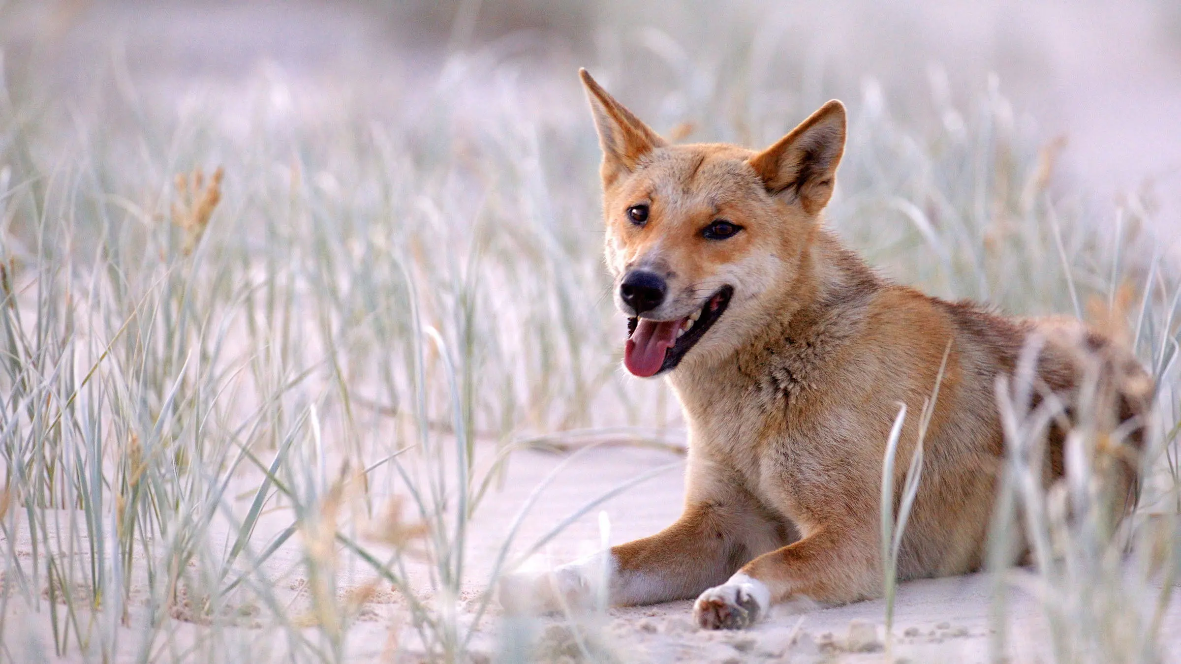 Extraordinary Australia backdrop