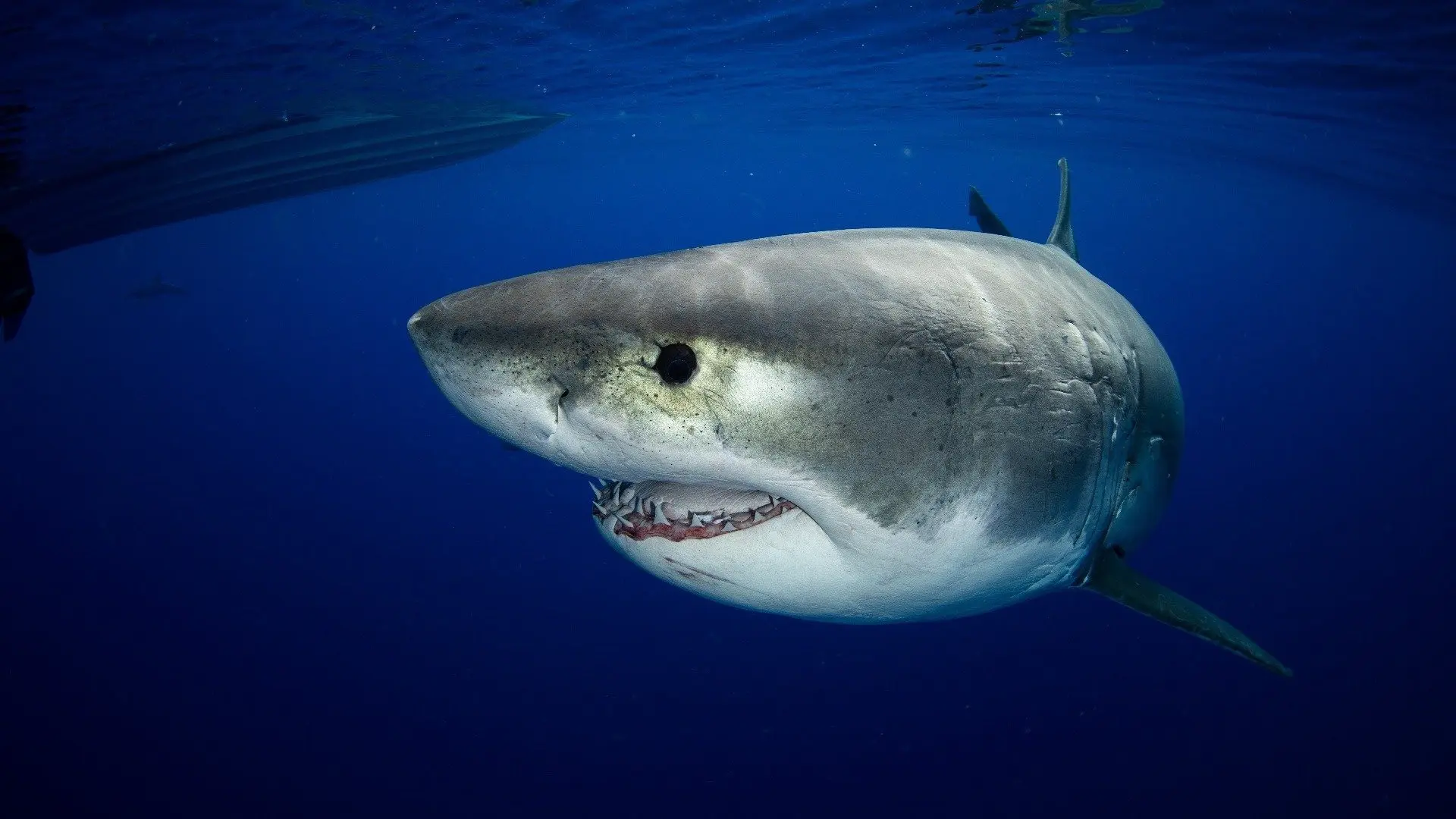 Great White vs Tiger Shark backdrop