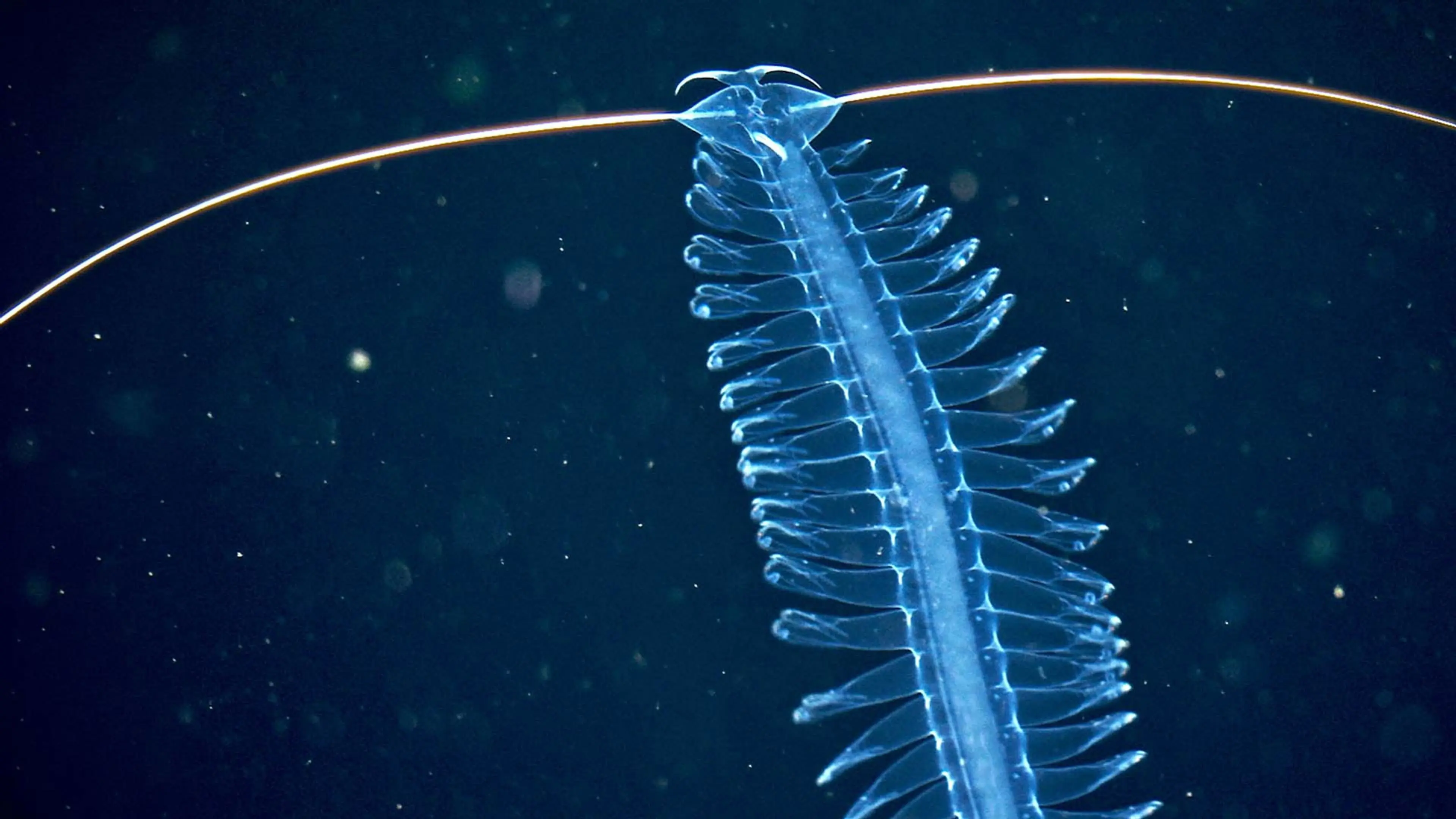 Deep sea exploration : the last frontiers on Earth backdrop