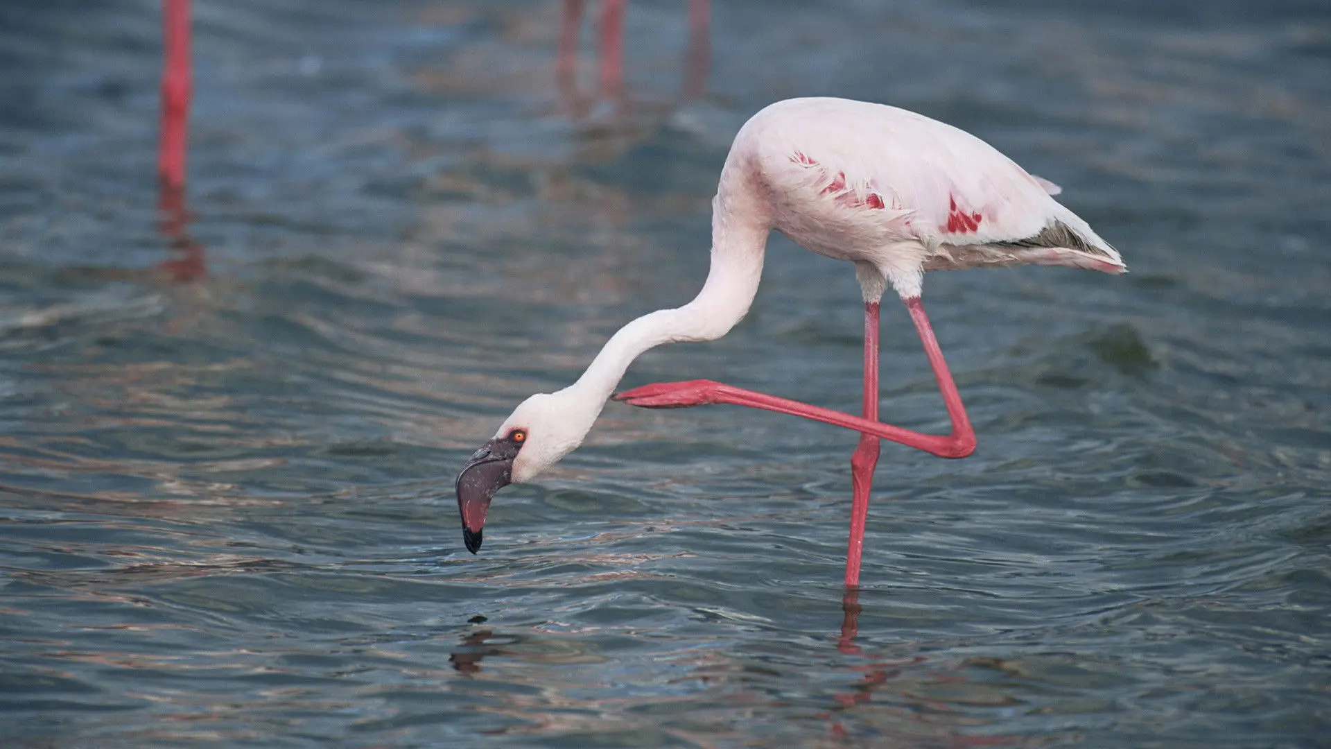 Wild South America backdrop
