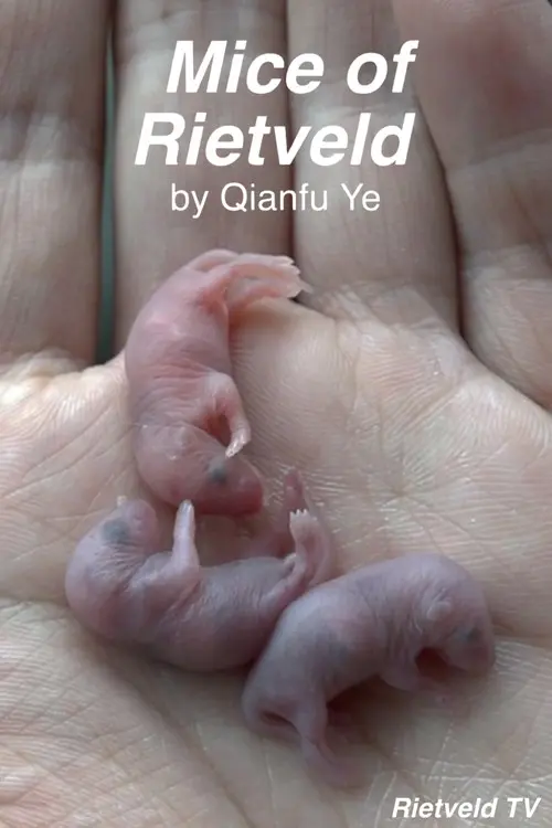Mice of Rietveld